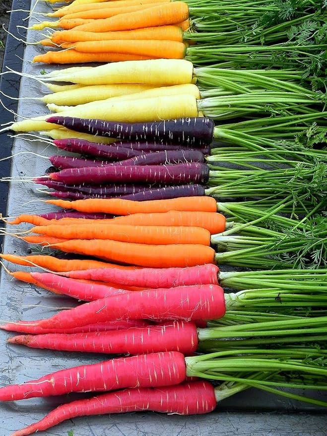 500+ Rainbow Carrot Seeds to Grow - Colorful Blend of Exotic Colored Carrots. Edible Vegetables. Made in USA