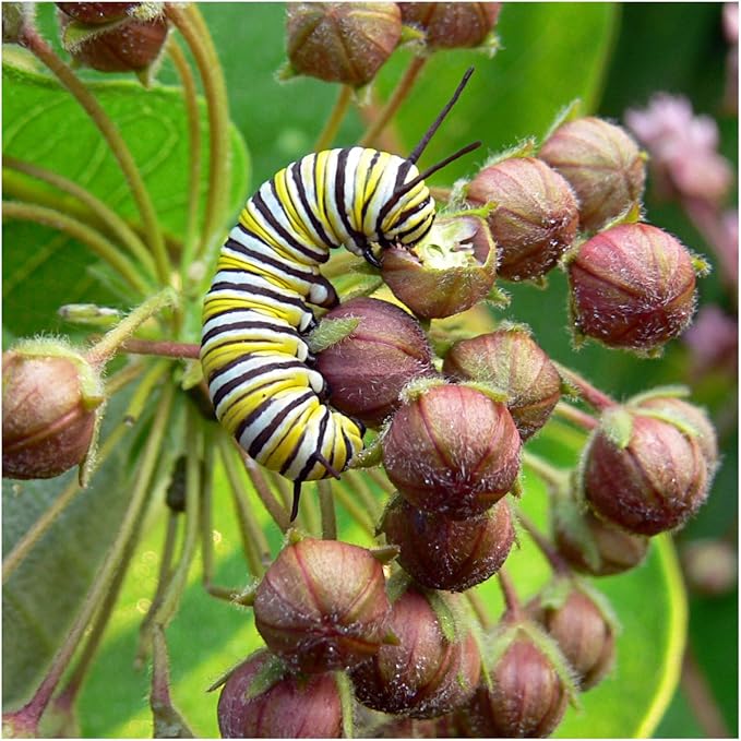 Seed Needs Milkweed Seeds for Planting a Butterfly Garden to Attract Monarch Butterflies - Collection of Pink, Orange & White Asclepias Milk Weed Variety Pack (5 Packs)
