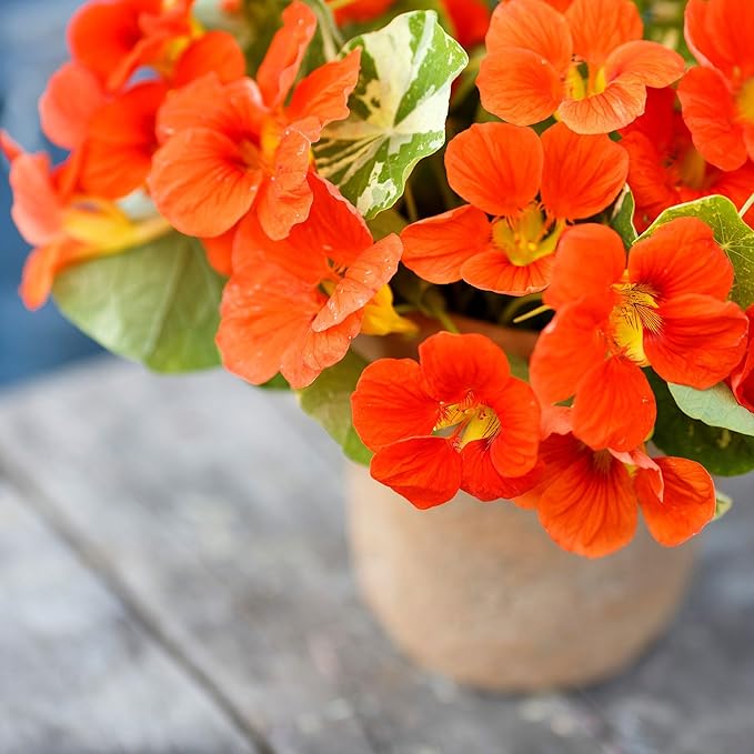 Eden Brothers Nasturtium Seeds - Alaska Scarlet Non-GMO Seeds for Planting, Packet | Low-Maintenance Flower Seeds, Plant During Spring Season, Zones 1, 10, 2, 3, 4, 5, 6, 7, 8, 9