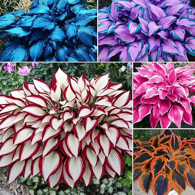 100pcs Hosta Plant Seeds, Mixed Colours Foliage | Perennial Shade-Loving Seeds for Garden and Landscape