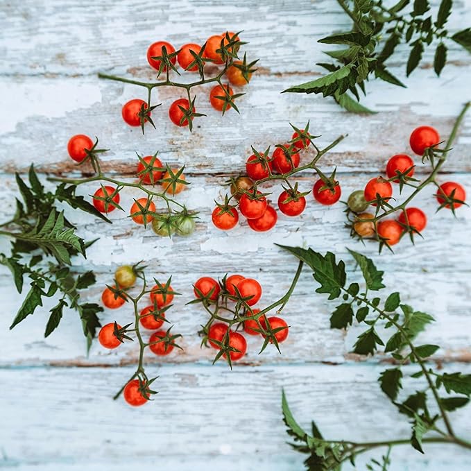 Everglades Tomato - 25 Seeds - Wild Florida Everglades Tomato, Tiny Pink Currant Tomatoes, Non-GMO, Heirloom Currant Tomato Seeds for Planting in The Home Garden, Thresh Seed Company