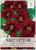 Seed Needs Black Velvet Nasturtium Seeds for Planting - Heirloom Untreated & Open Pollinated - Edible Dark Red Colored Flowers to Plant a Butterfly Garden (1 Pack)