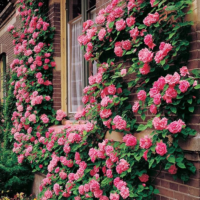 200+ Mix Climbing Rose Seeds for Planting Outdoors Ornamental Climbing Flowers Rosa Bush Vine Climber Long-Blooming