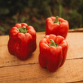Keystone Resistant Giant Red Bell Pepper - 25 Seeds - Sweet Heirloom Pepper Variety, USA-Grown, Non-GMO Vegetable Seeds for Planting Outdoors in The Home Garden, Thresh Seed Company