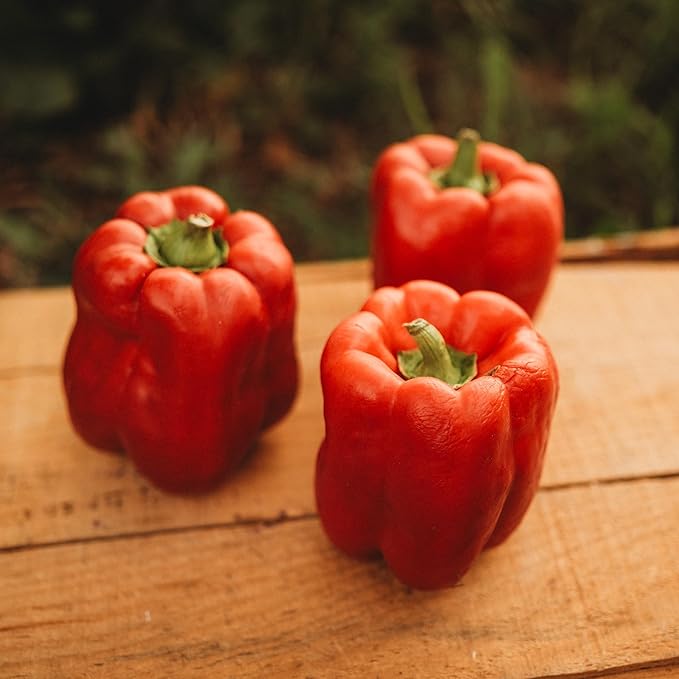 Keystone Resistant Giant Red Bell Pepper - 25 Seeds - Sweet Heirloom Pepper Variety, USA-Grown, Non-GMO Vegetable Seeds for Planting Outdoors in The Home Garden, Thresh Seed Company