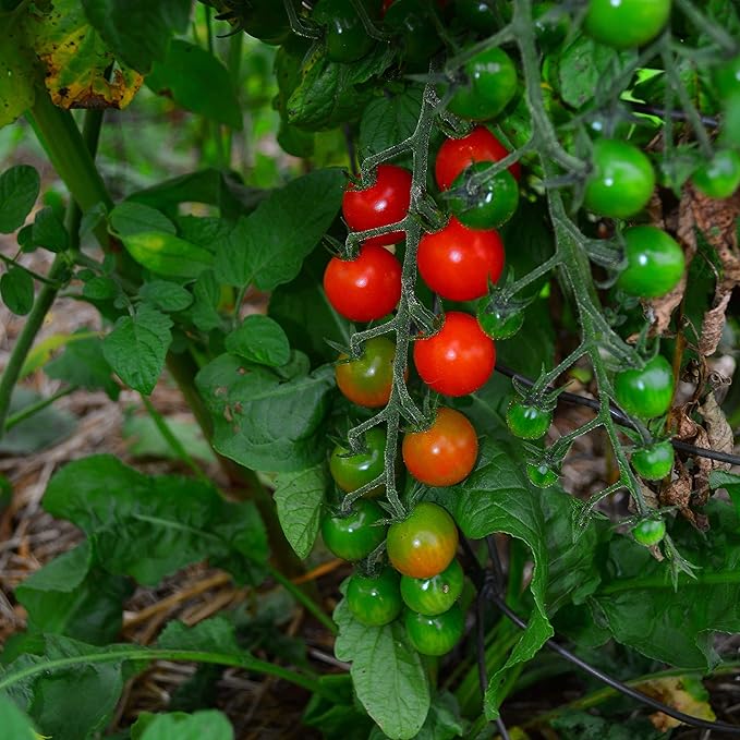 Sweetie Cherry Tomato - 50 Seeds - Popular Heirloom Cherry Tomato, Highly Productive & Deliciously Sweet, Non-GMO Heirloom Cherry Tomato Seeds for Planting in The Home Garden, Thresh Seed Company