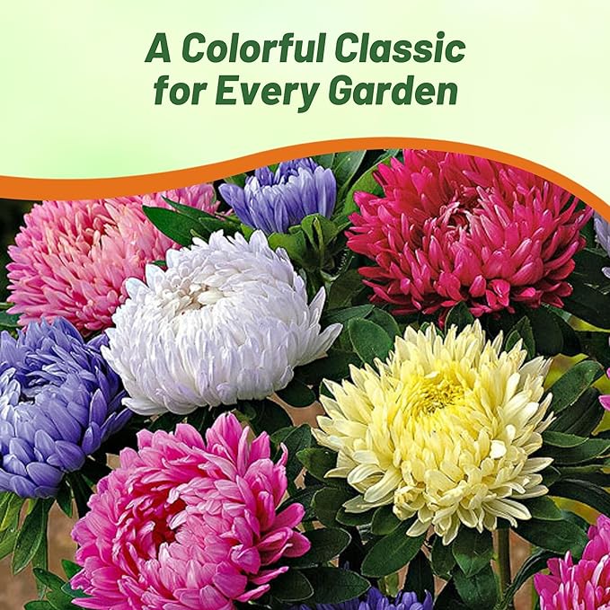 Outsidepride Paeony Aster Seeds - 2,000 Pcs Annual, Hardy & Pollinator Friendly Flower Seeds for Planting Vibrant Double Incurved Mix Petals, Ideal for Meadows & Aesthetic Gardens