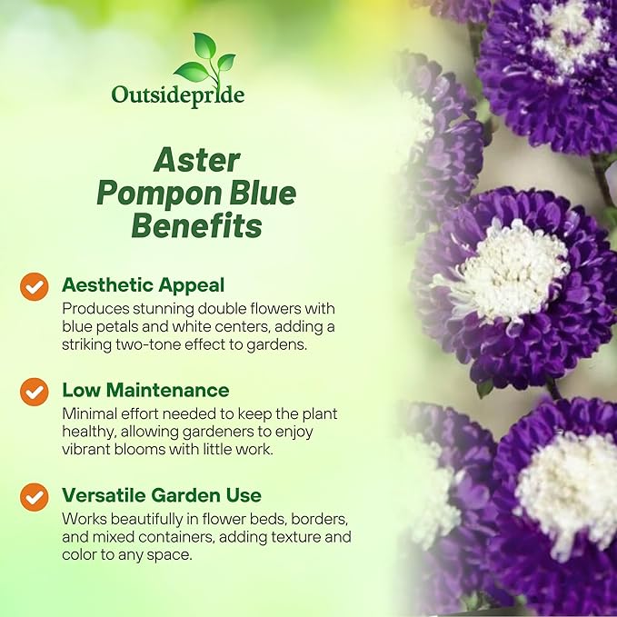 Outsidepride Tall Pompon Blue Aster Seeds - 1000 Pcs. Annual, Hardy & Pollinator Friendly Flower Seeds for Planting Vibrant Disc-Shaped Blue Blooms, Ideal for Meadows & Aesthetic Gardens