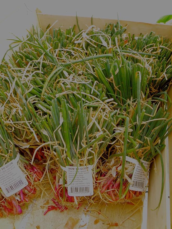 Bonnie Plants Sweet Red Onion, Live Plant, Onion Set, Short-Day Variety Ideal for Raised Beds and In-Ground Gardens, 4-Pack