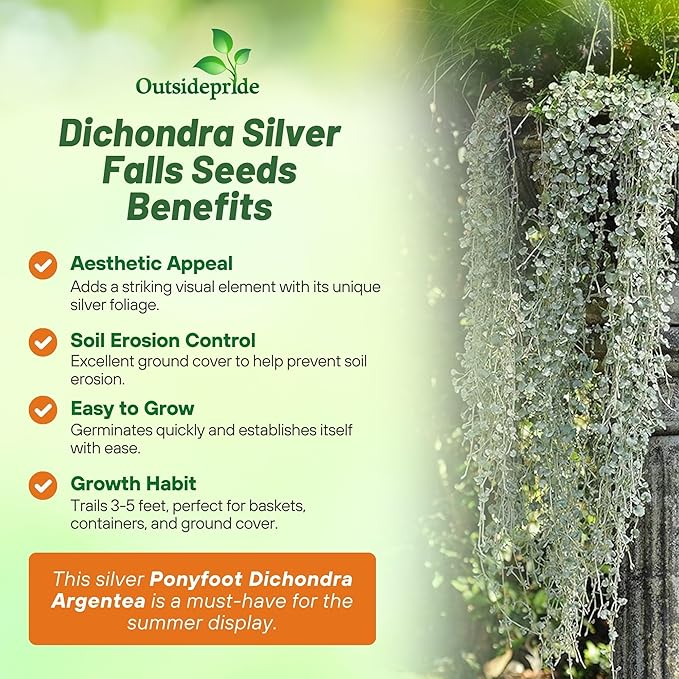 Outsidepride Perennial Dichondra Silver Falls Seed - 30 Pcs Heat & Drought-Tolerant, Low-Maintenance Ground Cover Seeds for Planting, Ideal for Container Plant, Erosion Control, & Silver Foliage