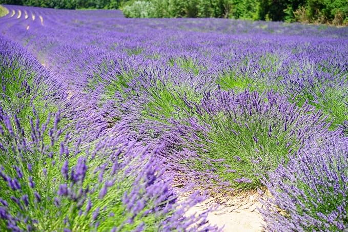 Seeds4planting - Seeds English Lavender Heirloom Herbs Non GMO