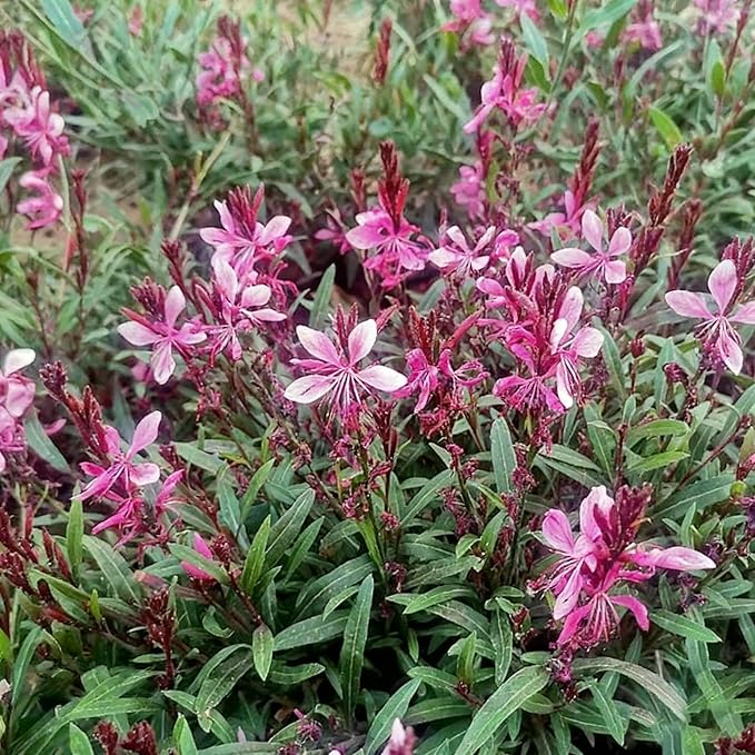 Gaura Flower Seeds for Planting, 300+ Perennial Pink Gaura Seeds, Non-GMO Heirloom Fragrant Flower Seed for Outdoor Garden