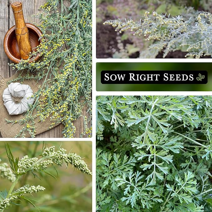 Sow Right Seeds - Wormwood Seeds for Planting - Non-GMO Heirloom Packet with Instructions to Plant & Grow an Outdoor or Indoor Herb Garden - Sagewort Repels Mosquitoes - Medicinal Worm Wood Herb (3)
