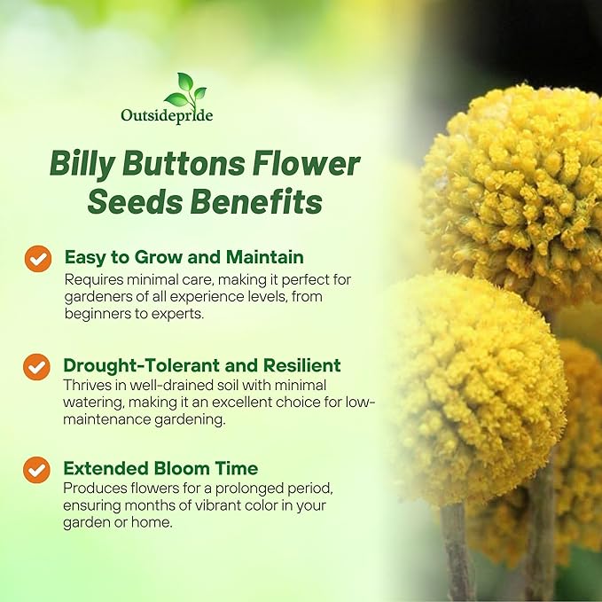 Outsidepride Billy Button Craspedia Globosa Seeds - 2000 Pcs Perennial, Hardy & Drought Tolerant, Flower Seeds for Planting w/Yellow Spherical Blooms, Ideal for Cut Flower & Pollinator Gardens