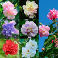 Mixrug Mix Hibiscus Seeds for Planting, 200pcs Rare Perennial Grandiflorus Giant Hibiscus Flower Seeds, Non-GMO Heirloom Beauty Blooms Flowers Plants for Home Garden Outdoors