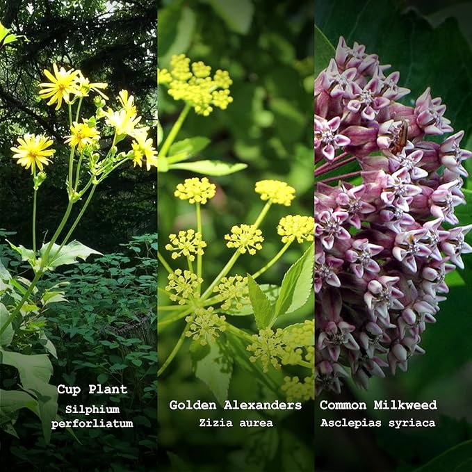 Pollinator Seed Kit, 3,000 Seeds, Perennial Wildflower Seeds, Colourful Flower Garden Seeds, 9 Seed Packets - Smoke Camp Crafts