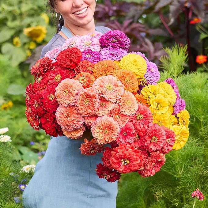 Eden Brothers Zinnia Seeds - Benary Giant Mix, Non-GMO Seeds for Planting, Packet | Low-Maintenance Flower Seeds, Plant During Spring, Zones 3, 4, 5, 6, 7, 8, 9, 10