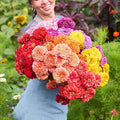 Eden Brothers Zinnia Seeds - Benary Giant Mix, Non-GMO Seeds for Planting, Packet | Low-Maintenance Flower Seeds, Plant During Spring, Zones 3, 4, 5, 6, 7, 8, 9, 10