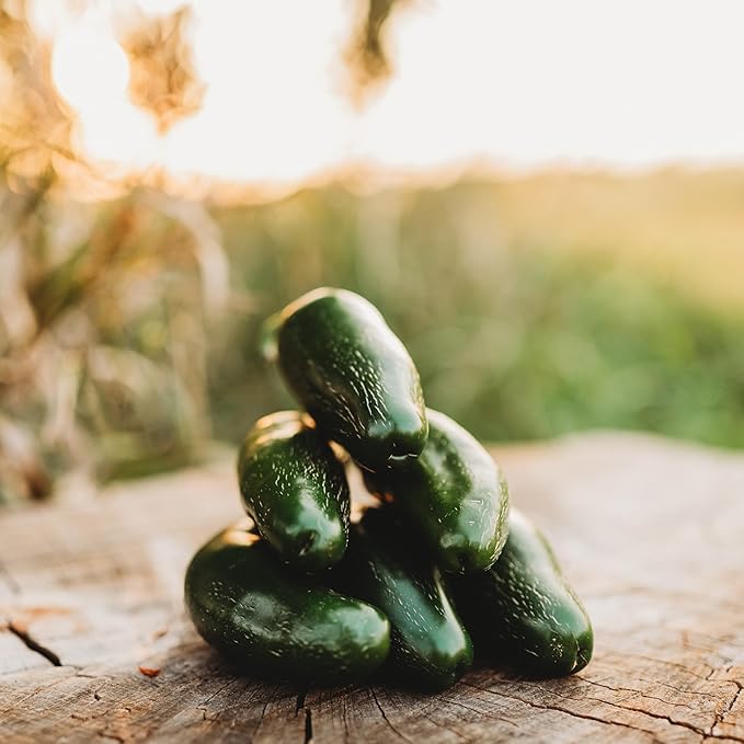 Jalapeno Mild Chile Pepper - 25 Seeds - Heirloom & Open-Pollinated Variety, Tamed Jalapeno, USA-grown Chili Seeds, non-GMO Vegetable Seeds for Planting Outdoors in the Home Garden, Thresh Seed Company