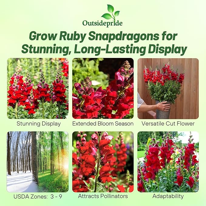 Outsidepride Ruby Snapdragon Seeds - 10000 Pcs Annual Flower Seeds for Planting, Frost-Tolerant, Pollinator-Friendly Cool-Season Plant with Attractive Blooms for Cut Flower Arrangements