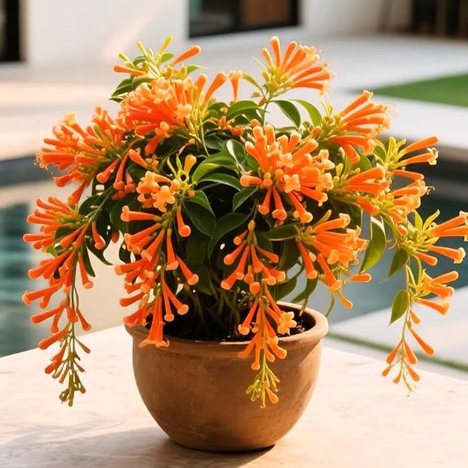 Mixrug 18pcs Firecracker Vine Seeds for Planting, Non-GMO Heirloom Perennial Colored Firecracker Vine Flower Plant Seeds, Open Pollinated Beauty Home Garden Flowers in Outdoors
