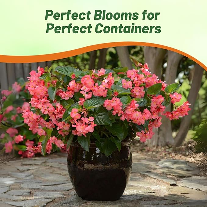 Outsidepride Rose Green Leaf Begonia Seeds for Planting - 20 Pcs Perennial Flower Seeds with Large Blooms, Arching & Pendulous Growth Habit, for Containers, Hanging Baskets, or Landscape Plantings