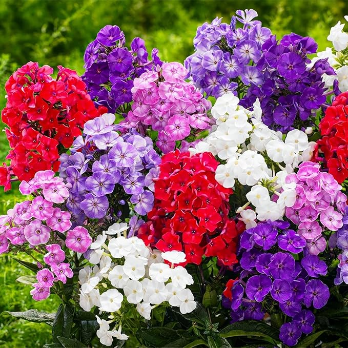 Mixed Phlox Seeds for Planting - 2000 Creeping Phlox Seeds Perennial Ground Cover Plants- Annual Flower for Home Garden