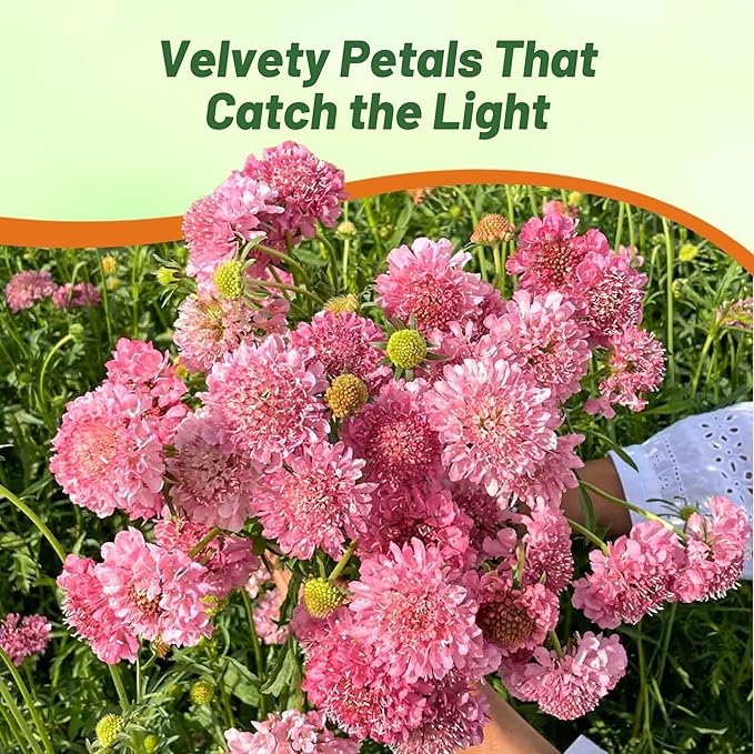 Outsidepride Double Rose Scabiosa Seeds - 400 Pcs Annual Pincushion Flower Seeds That Attract Pollinators, Upright & Neat Growth Habit for Small Gardens, Borders, Containers, & Xeriscaping