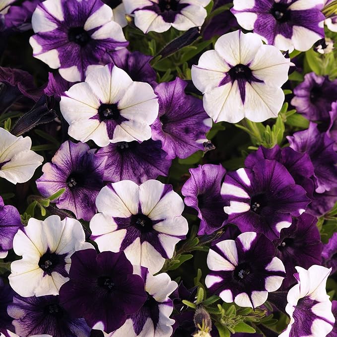 Outsidepride Purple Tie Dye Shock Wave Petunia Seeds - 30 Pcs. Annual, Compact & Spreading Flower Seeds for Planting Low Growing Vibrant Blooms, Garden Beds, Hanging Baskets & Container Displays