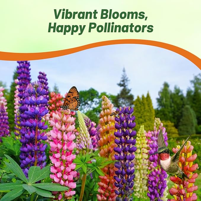 Outsidepride Mixed Russells Lupine Seeds - 500 Pcs Perennial, Self-Sowing, Cold Hardy & Frost Tolerant Wildflower Seeds for Fall Planting, Ideal for Attracting Pollinators & Hummingbirds