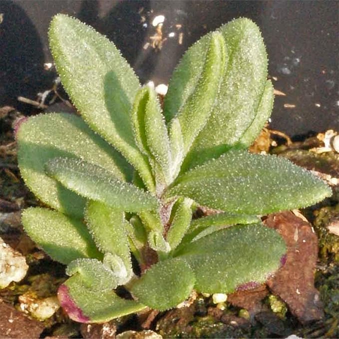 Seed Needs Lavender Seeds for Planting Hidcote Lavandula Plants - Non-GMO Heirloom & Untreated Medicinal Herb Seed to Plant & Grow an Outdoor Home Grown Herb Garden (1 Pack)