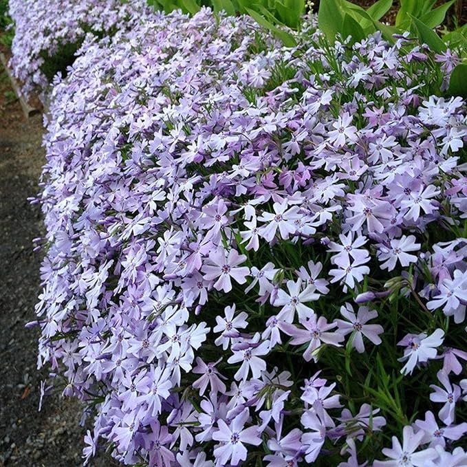 1200+ Creeping Phlox Seeds for Planting - Annual Phlox Seeds Perennial Ground Cover Plants for Home Garden Outdoor