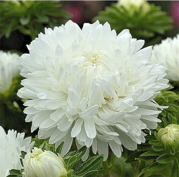 Duchess Aster Mixed Colors Seeds - 1000 Seeds Approximately