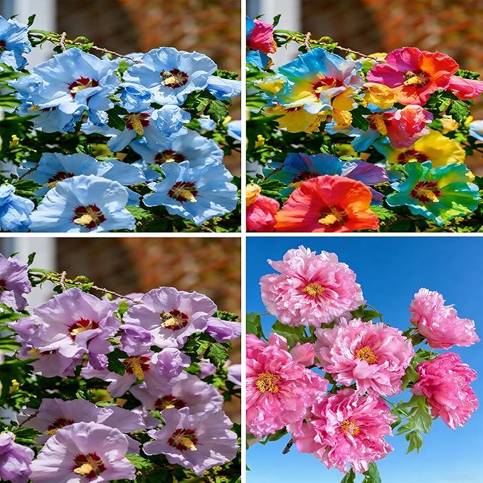 Double Hibiscus grandiflorus Seeds for Planting, 201+pcs Rare Perennial Giant Peony Hibiscus Grandiflorus Flower Seeds, Non-GMO Heirloom Beauty Blooms Flowers Plants for Home Garden Outdoors