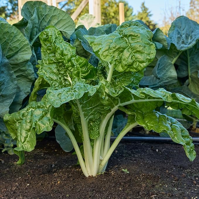 Burpee Fordhook Giant Swiss Chard Seeds - Heirloom Spinach Substitute Greens