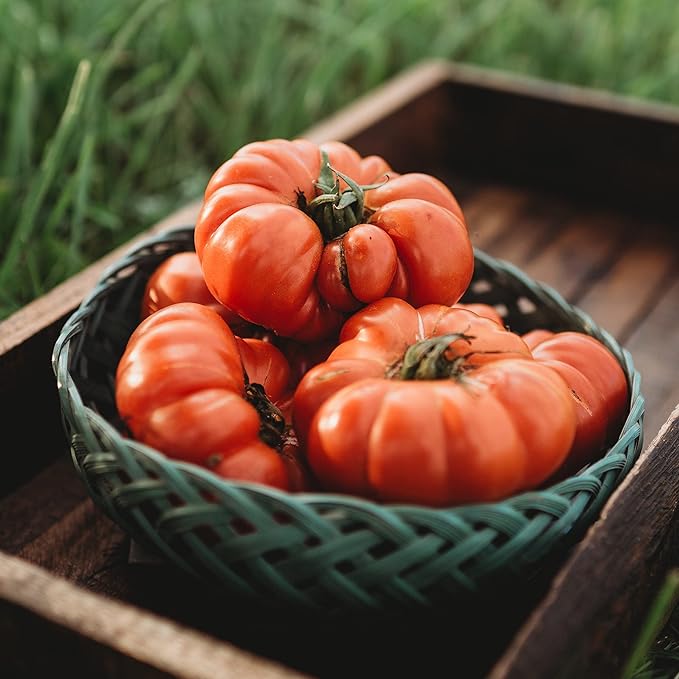 Costoluto Genovese Tomato - 50 Seeds - Italian Paste Tomato Variety, Non-GMO Heirloom Italian Tomato Seeds for Planting in The Home Garden, Thresh Seed Company