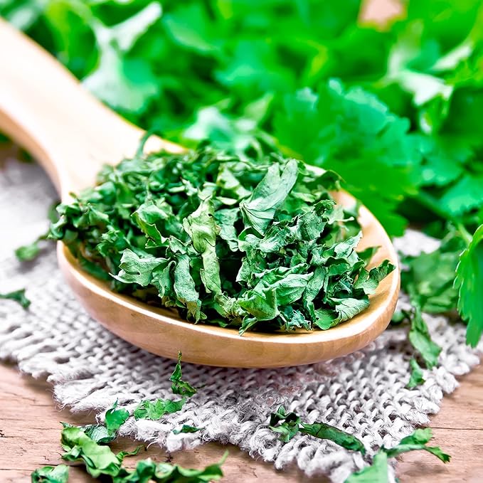 Back to The Roots 100% Organic Seed Packet Cilantro 'Slow Bolting'