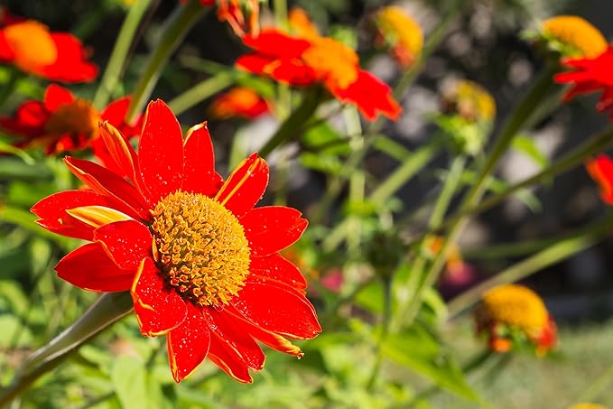Mexican Sunflower Seeds for Planting – Plant & Grow Heirloom Mexican Sunflowers in Home Outdoor Garden – Planting Instructions for Vibrant Blooms – Great Gardening Gift, 3 Packets