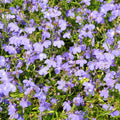 Regatta Series Lobelia Lilac ~500 Seeds – Multi-Seed Pellets – Trailing Lobelia erinus – Annual for Hanging Baskets, Containers & Edging – 9 Vibrant Colors – Non-GMO – 77–84 Days to Bloom