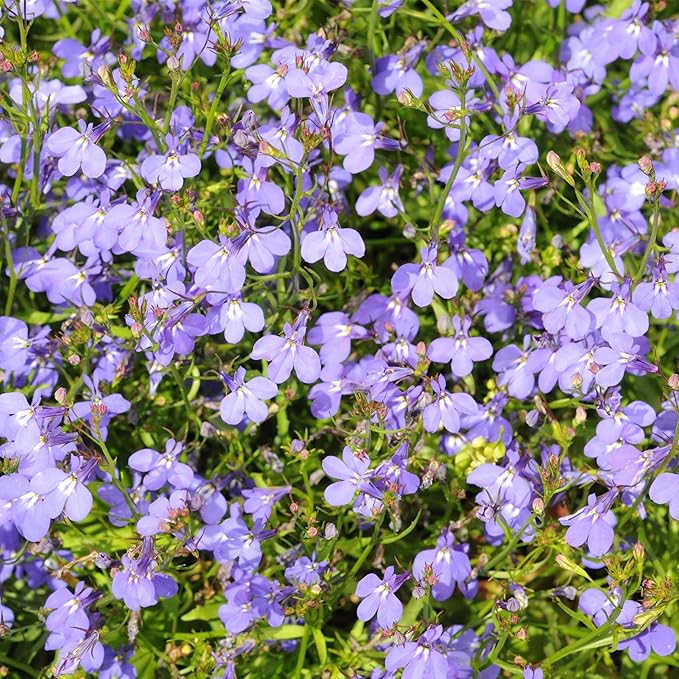 Regatta Series Lobelia Lilac ~500 Seeds – Multi-Seed Pellets – Trailing Lobelia erinus – Annual for Hanging Baskets, Containers & Edging – 9 Vibrant Colors – Non-GMO – 77–84 Days to Bloom