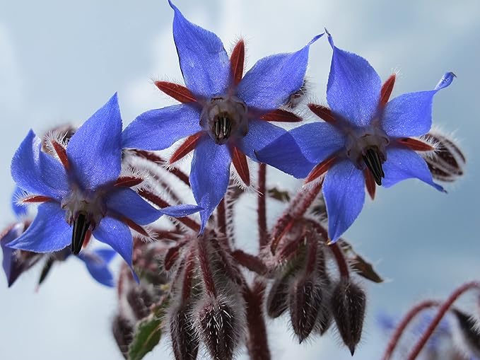 TKE Farms & Gardens - Borage Seeds for Planting, 100+ Non-GMO Heirloom Seeds, Attract Bees & Pollinators, Fast Growing Companion Plant for Tomatoes & Strawberries, Includes Instructions