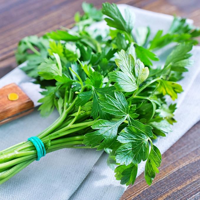 Parsley Seeds - Plain or Single - 0.25 Oz ~375 Seeds - Petroselinum crispum - Culinary Herb Gardening & Microgreens Seeds - Non-GMO, Heirloom, Open Pollinated, Annual