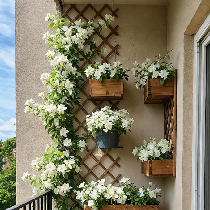 Jasmine Flower Seeds, 150+ Climbing Jasmine Flower Seeds, Fragrant Plant Seed for Planting Garden Home Four Seasons Evergreen