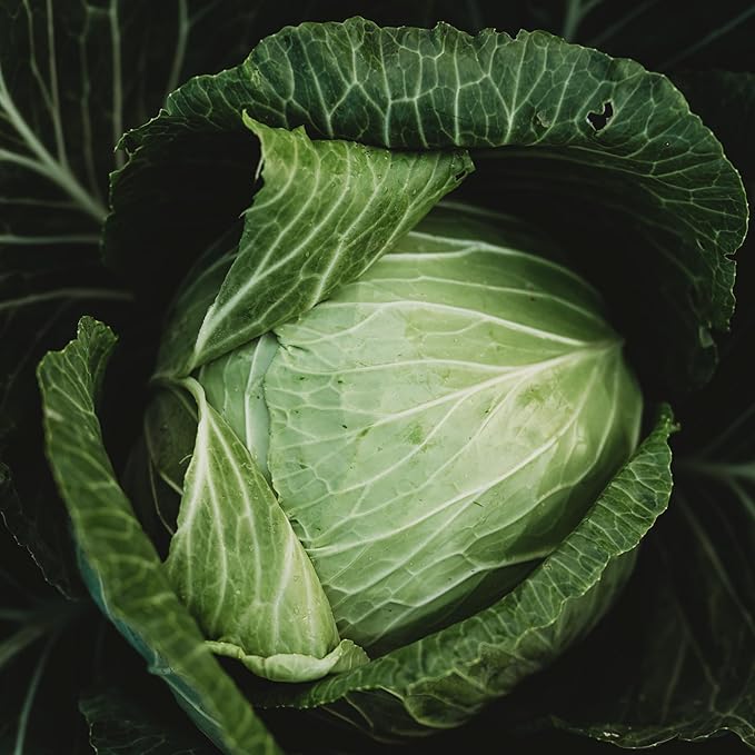 Danish Ballhead Cabbage - 100 Seeds - Heirloom & Open-Pollinated Variety, Non-GMO Vegetable Seeds for Planting Outdoors in The Home Garden, Thresh Seed Company