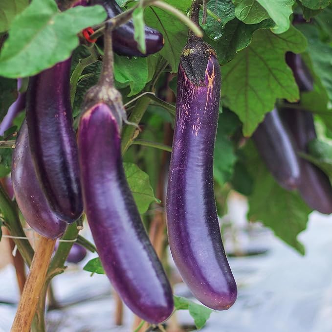 Organic Eggplant Seeds (Long Purple) - Approx 160 Seeds - USDA Organic, Non-GMO, Open Pollinated, Heirloom, USA Origin