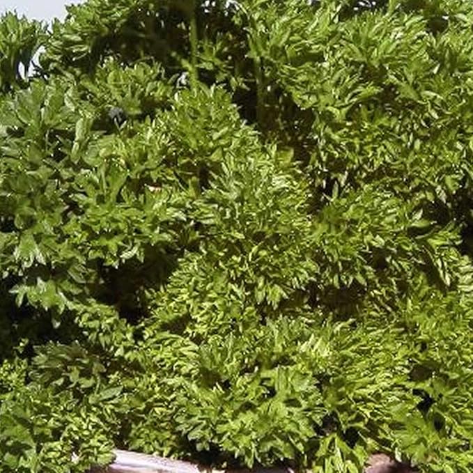 Parsley Herb Garden Seeds - Triple Moss Curled - 1 g Packet ~500 Seeds - Non-GMO, Heirloom Herbal Gardening & Microgreens Seed