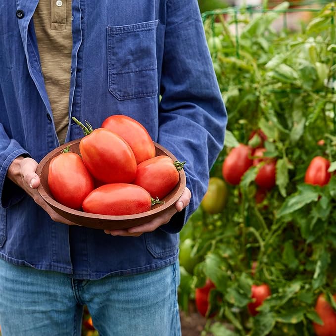 Burpee 'SuperSauce Hybrid' Tomato Seeds for Planting - Non-GMO, Indeterminate, Disease-Resistant, Paste Tomato, Burpee Bred, 50 mg Seed Packet for Home Gardening - World's Largest Sauce Tomato!