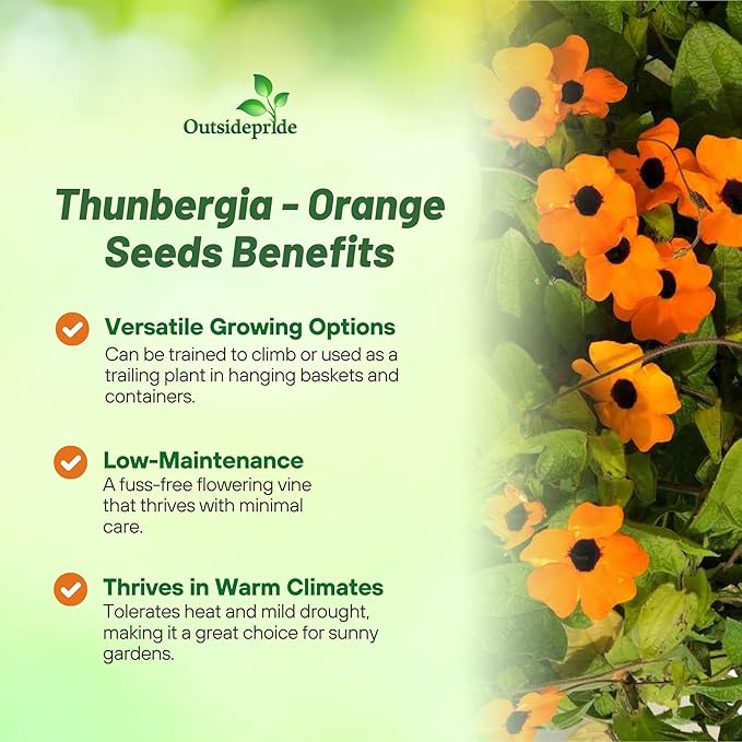 Outsidepride Sunrise Orange Thunbergia Black Eyed Susan Seeds - 200 Pcs Annual, Climbing Vine Flower Seeds for Planting Orange Blooms for Low Maintenance Gardens, Containers, Trellis & Fences