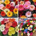 300+ African Daisy Flower Seeds – Heirloom Non-GMO, Bright Colorful Blooms, Long Flowering Season, Drought Tolerant, Ideal for Outdoor Gardens, Landscaping