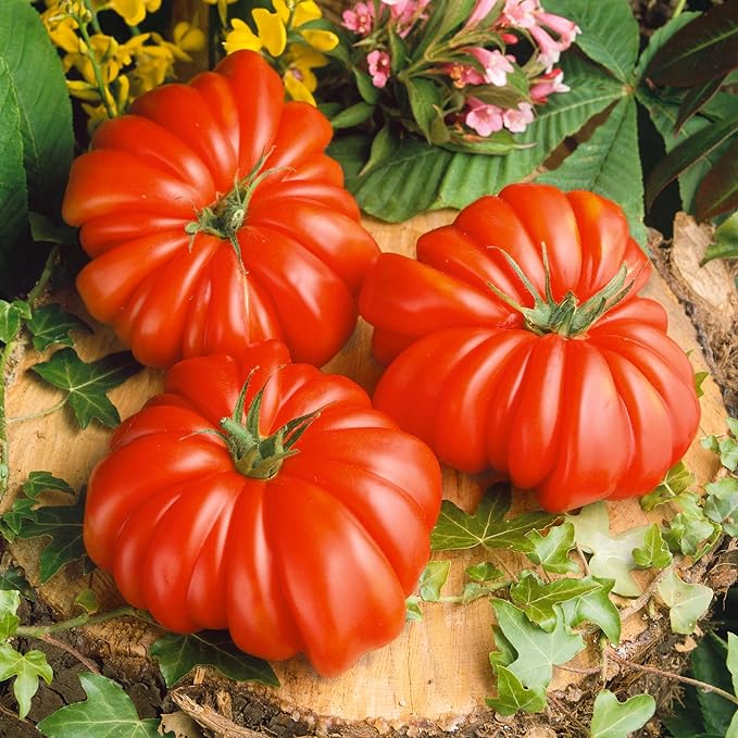 Rosso Sicilian Tomato Seeds - 0.25 Oz ~1700 Seeds - Non-GMO, Heirloom - Vegetable Garden - Solanum lycopersicum